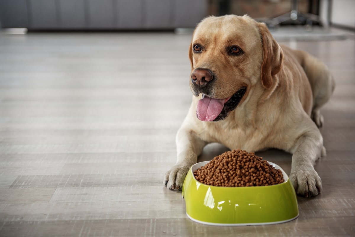 overweight labrador