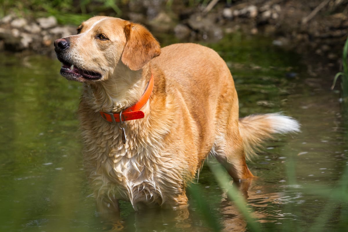labrador in the water