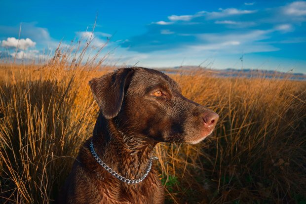 is-a-lab-a-good-breed-for-duck-hunting