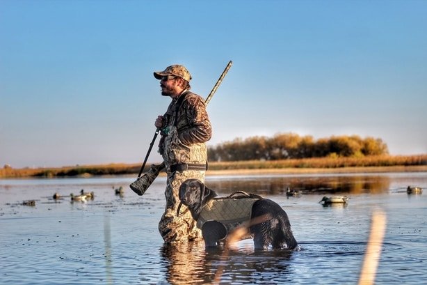 history of labrador retrievers as bird dogs
