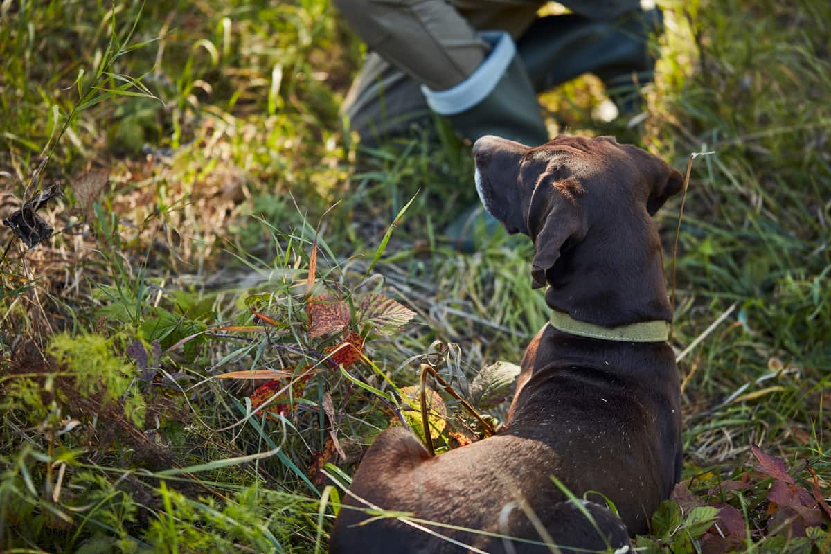 chocolate lab on the grass