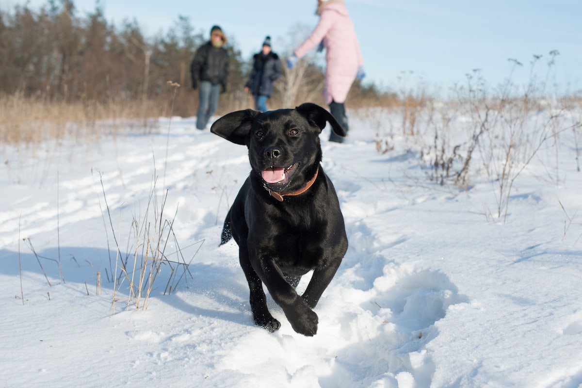 black lab in the snow