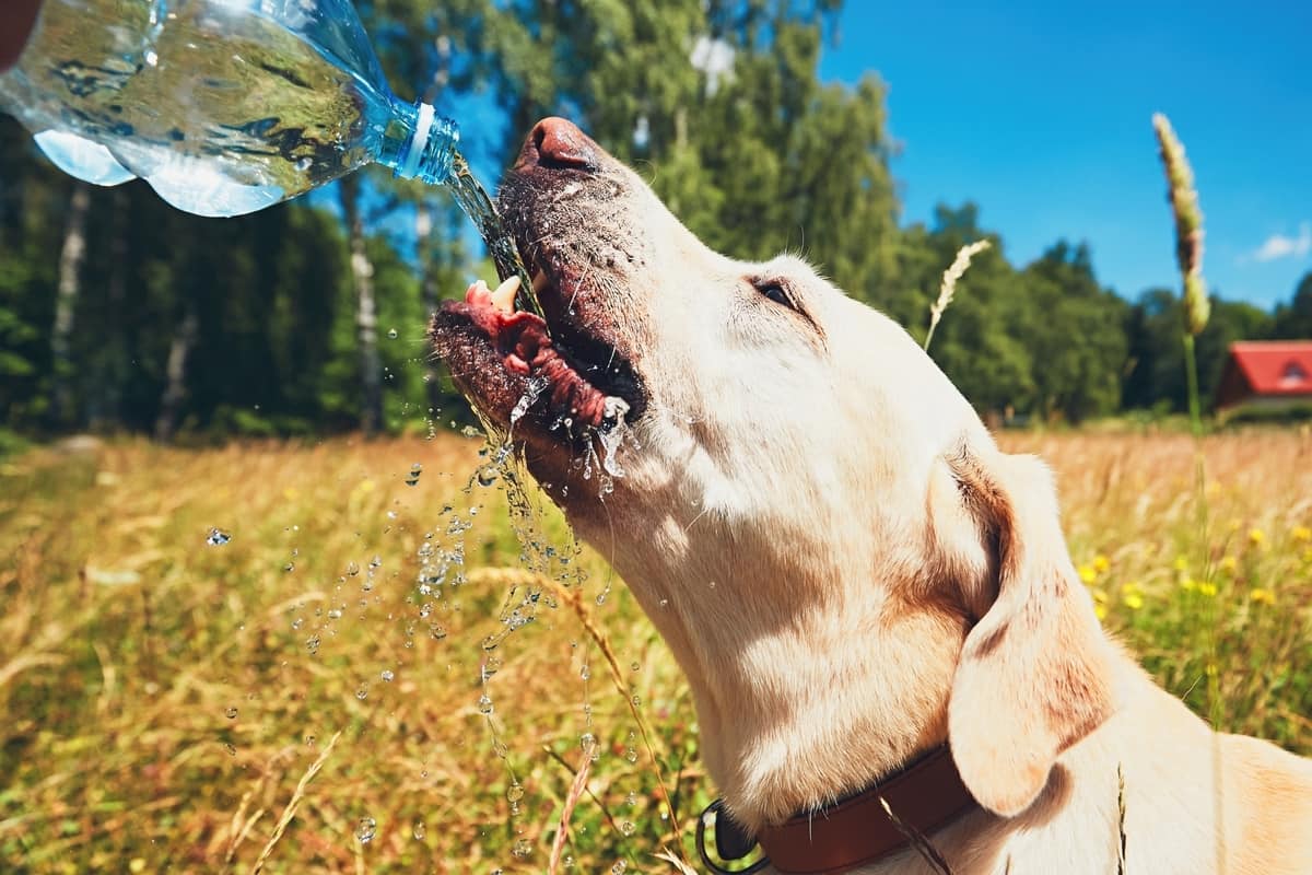yellow lab drinking water