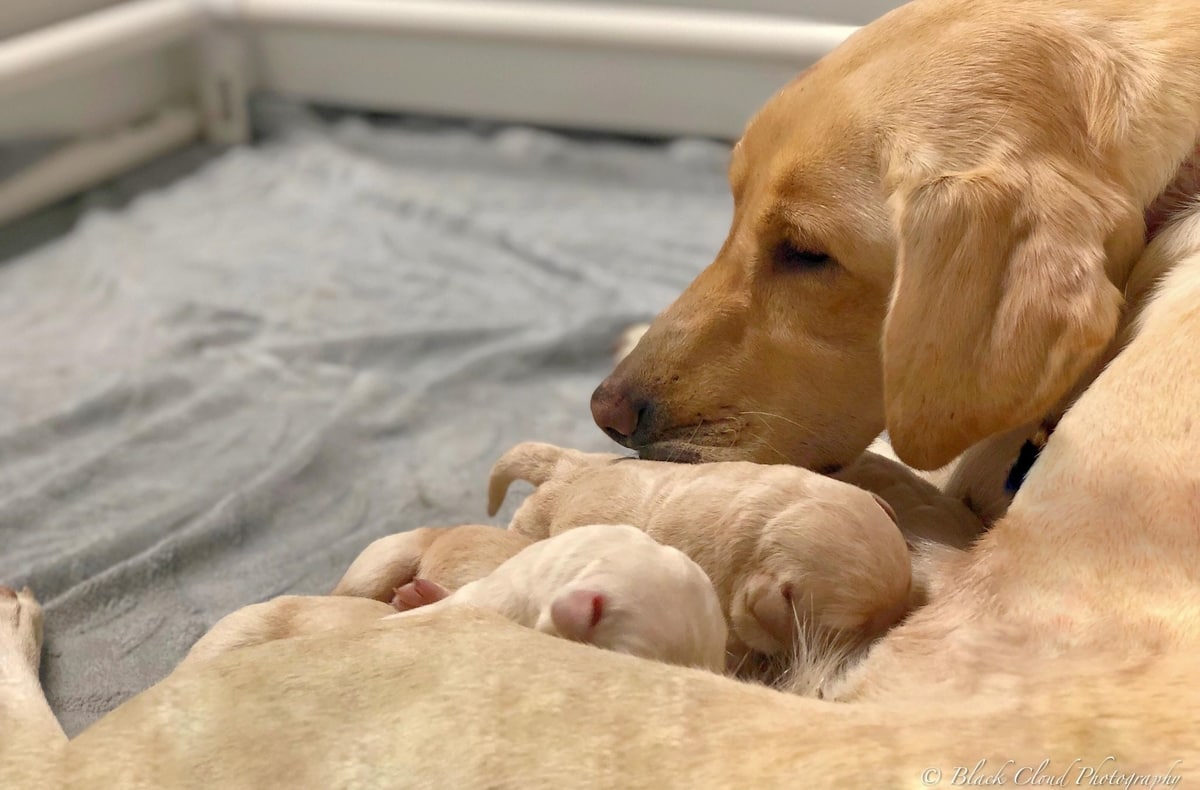 whelping boxes for labrador