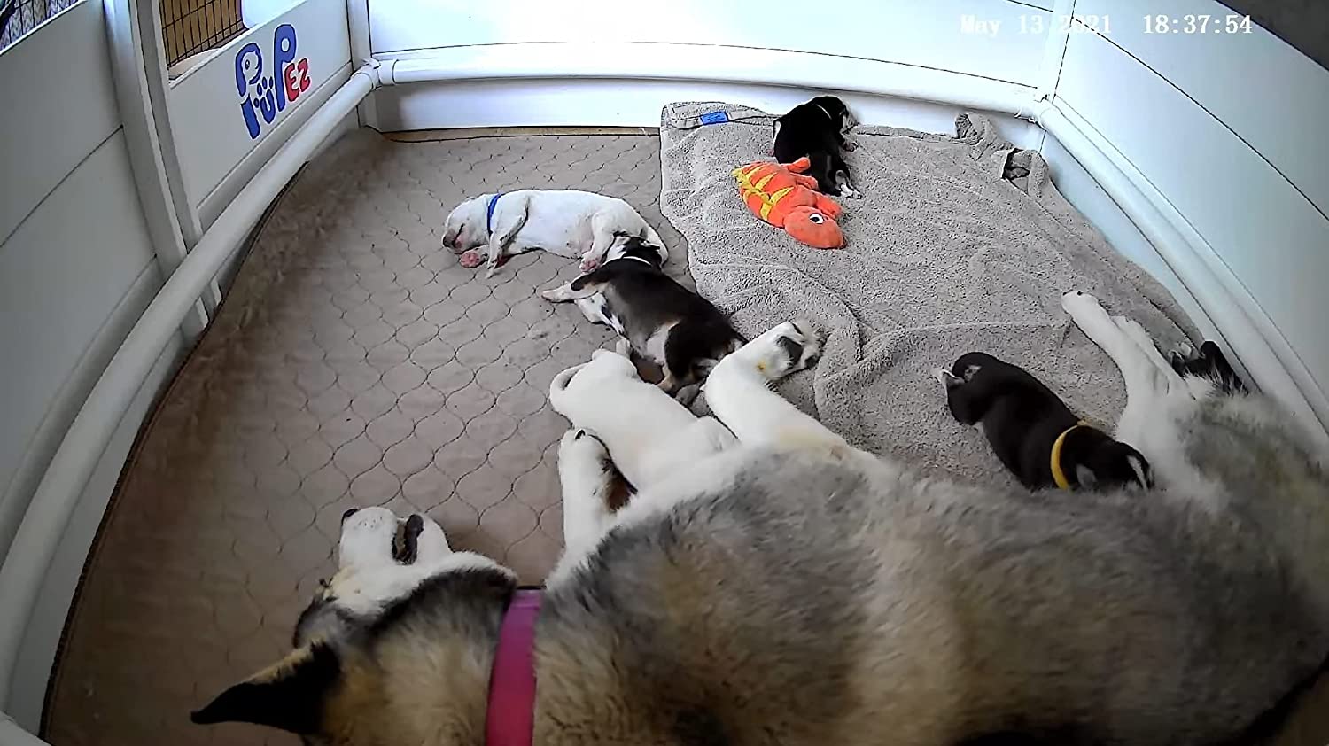 Whelping Box for Dog Puppy Breeding