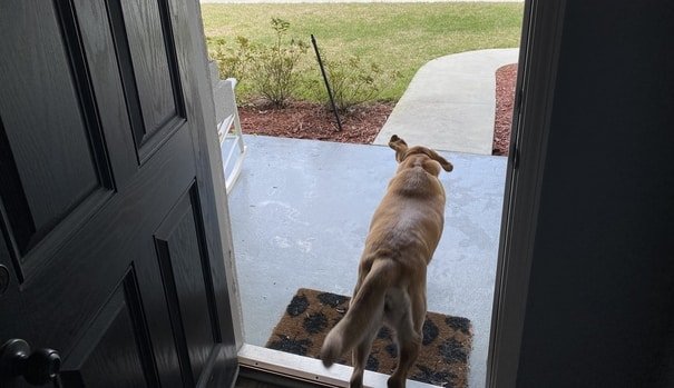 labrador run away