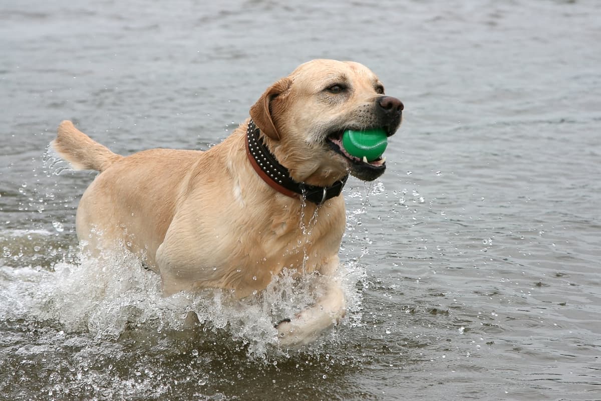 labrador playing with a ball in the water