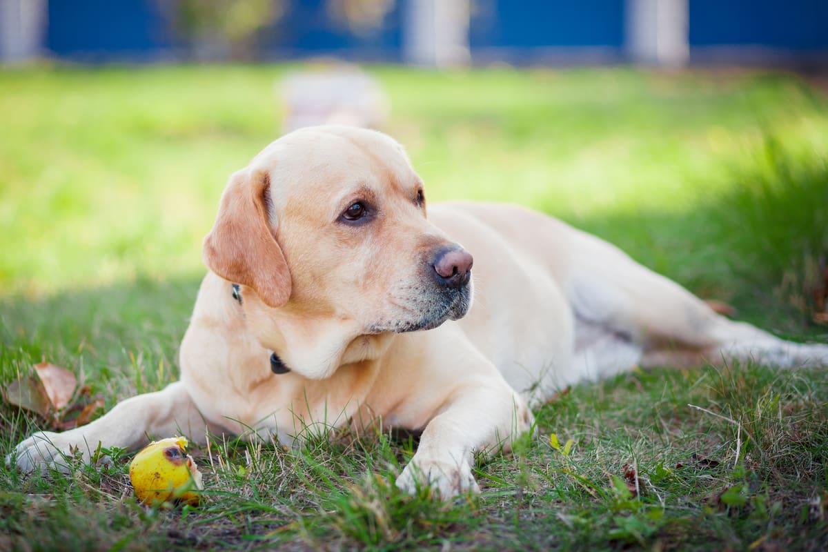 labrador chew a ball