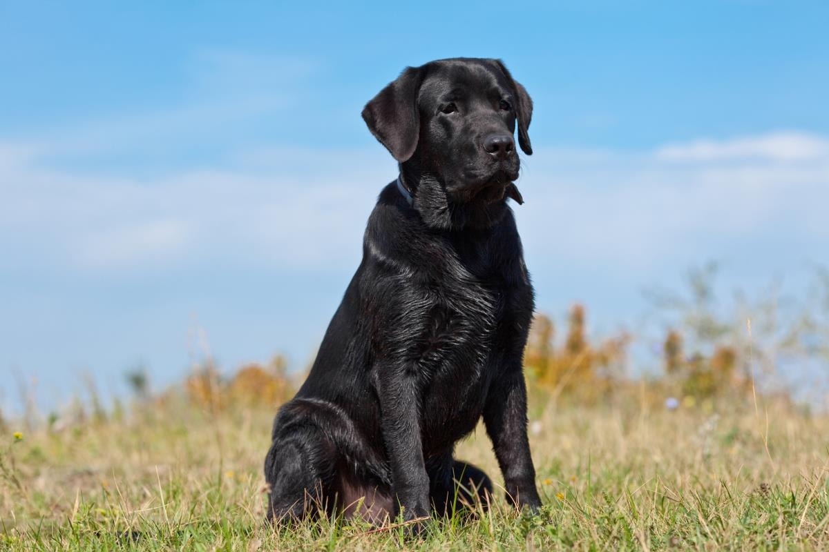 black labrador