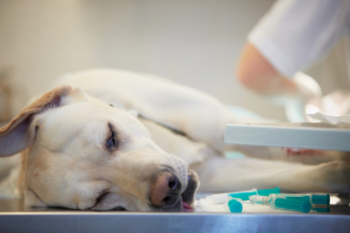 labrador health check