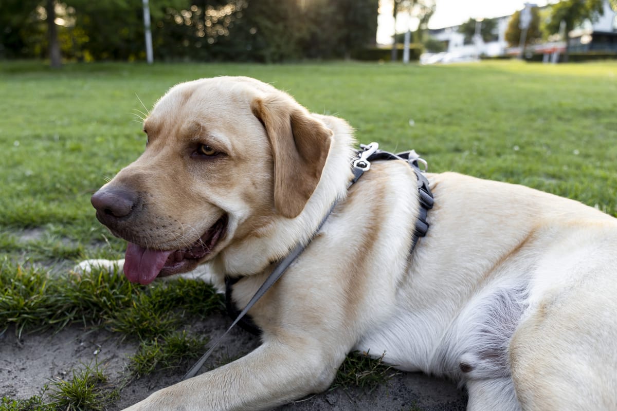 dudley labrador