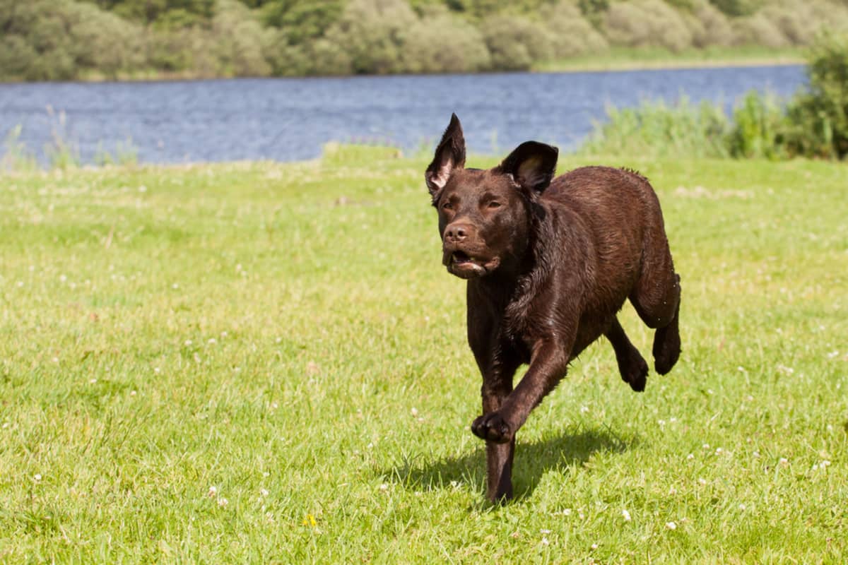 chocolate-lab-running