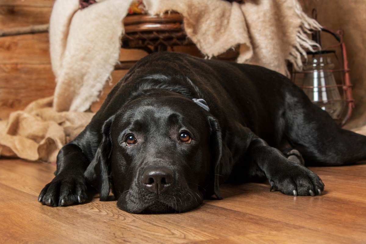 labrador lying on the floor