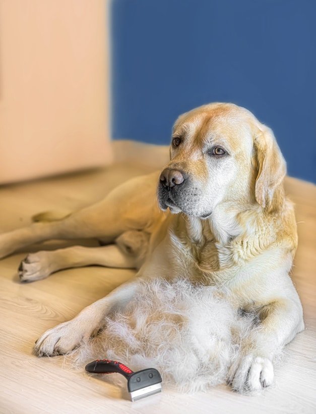 do labs shed