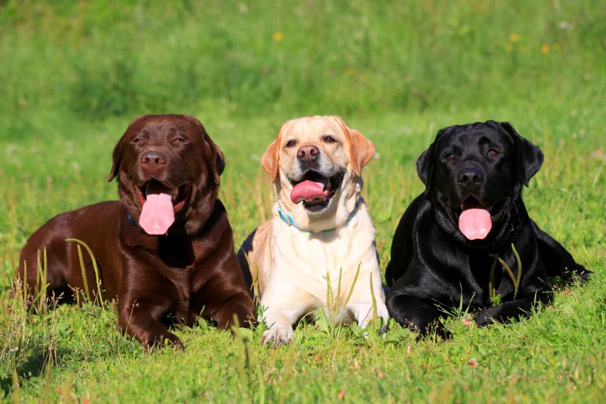 labrador multi colors