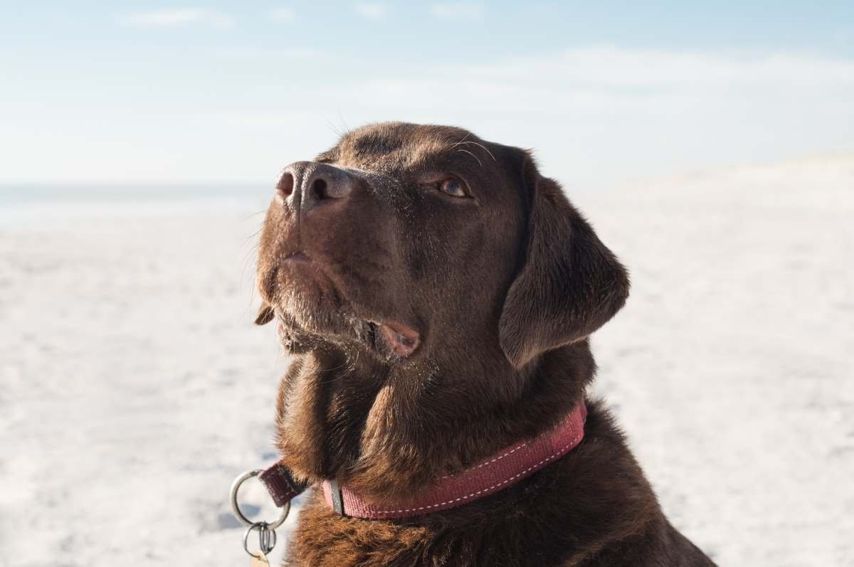 chocolate labrador with red collar