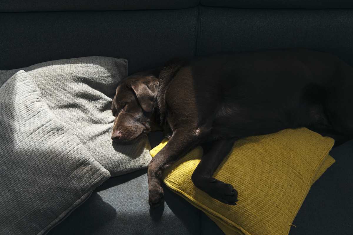 Cute chocolate Labrador asleep on the sofa