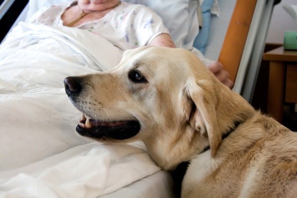 therapy dog