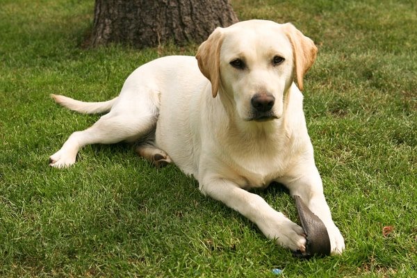 white labrador laying down on the grass