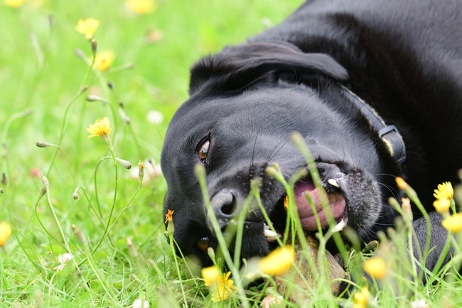 black labrador chewing rock
