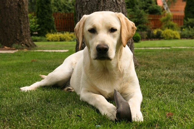 labrador laying down