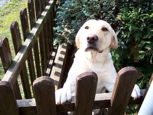 lab jump on the fence