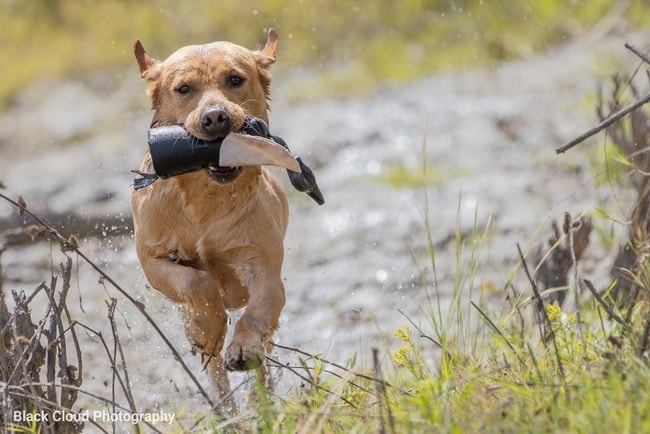 bird dog train