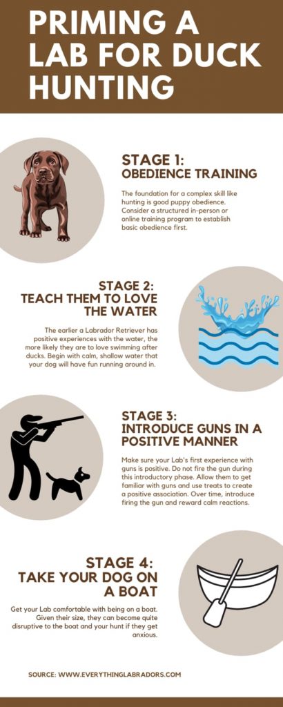 priming a lab for duck hunting infographic