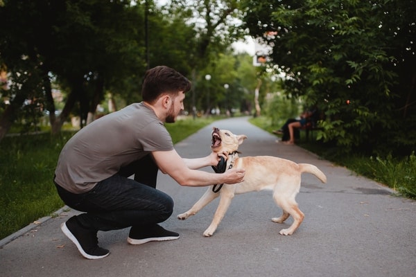 Labrador attacking its owner