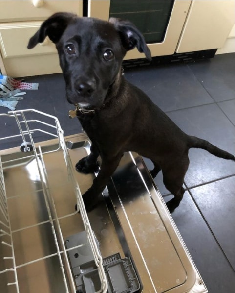 Jack russell labrador mix