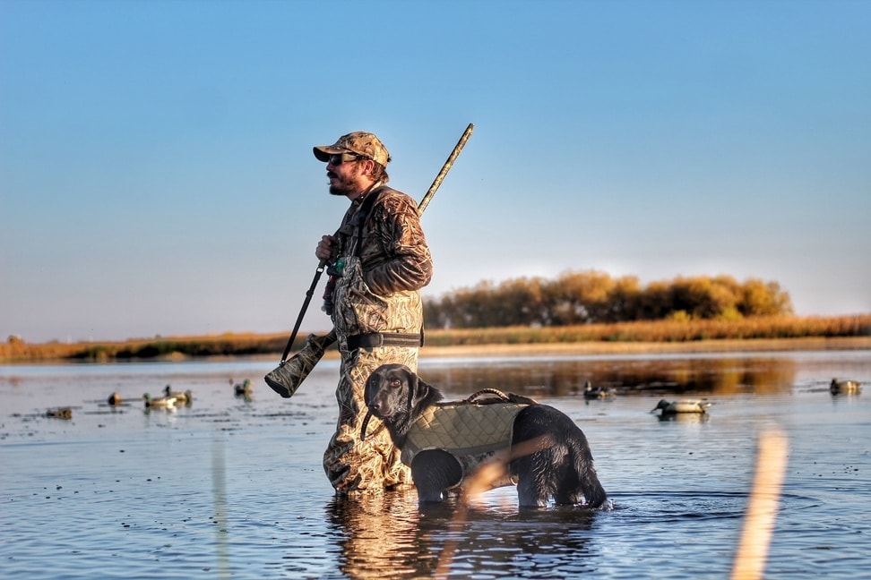 hunting dog