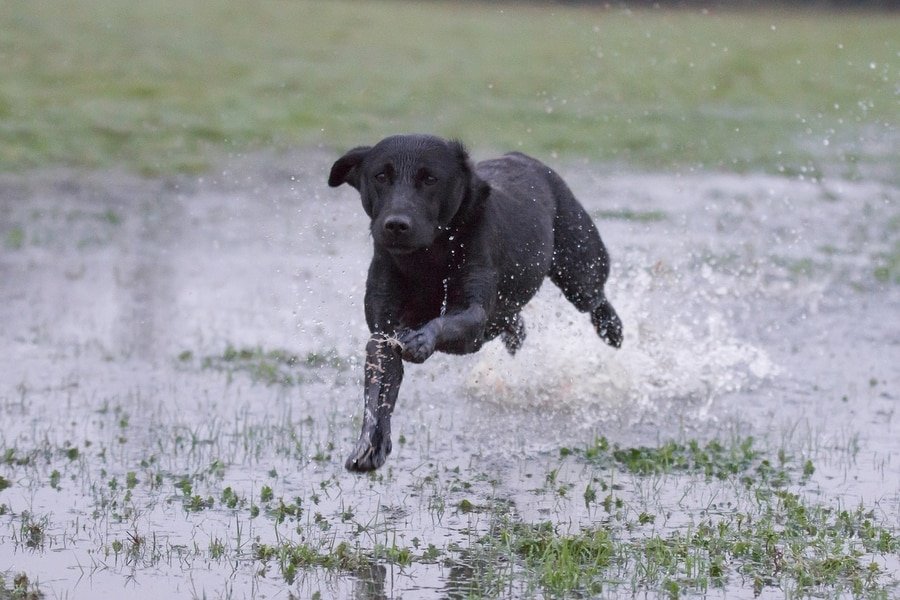 black lab running