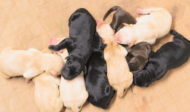 average litter size for Labradors