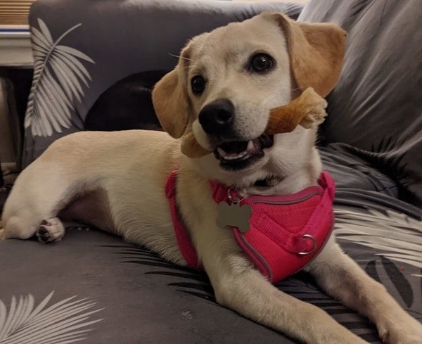 Labrahuahua