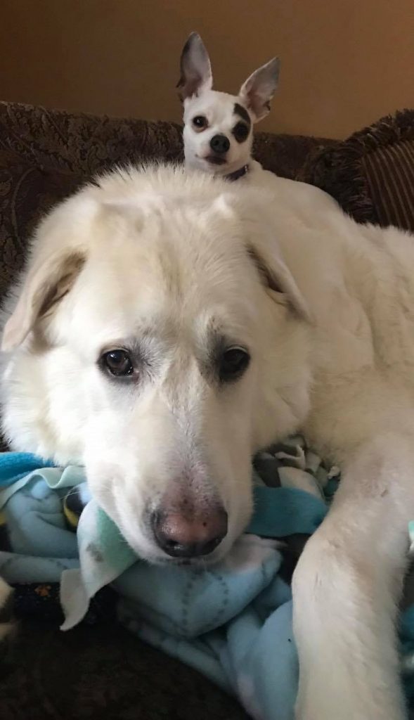 Chihuahua Great Pyrenees Lab Mix