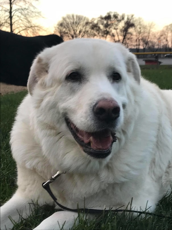 great pyrenees