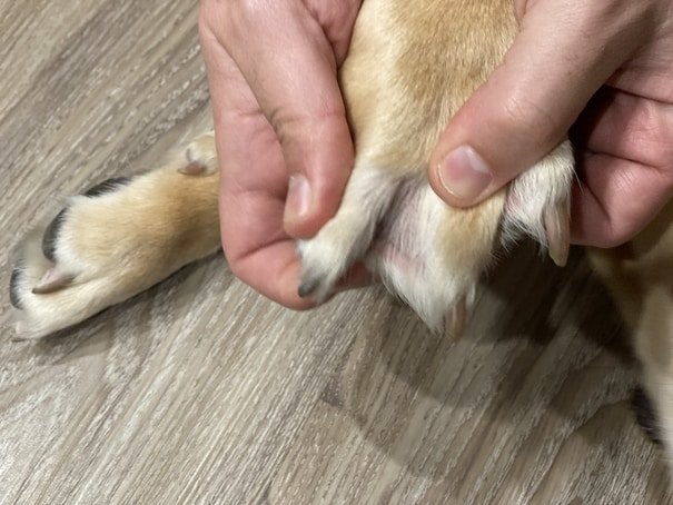 Labrador webbed toes