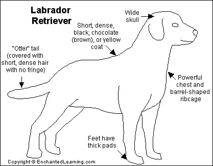 Labrador retriever diagram