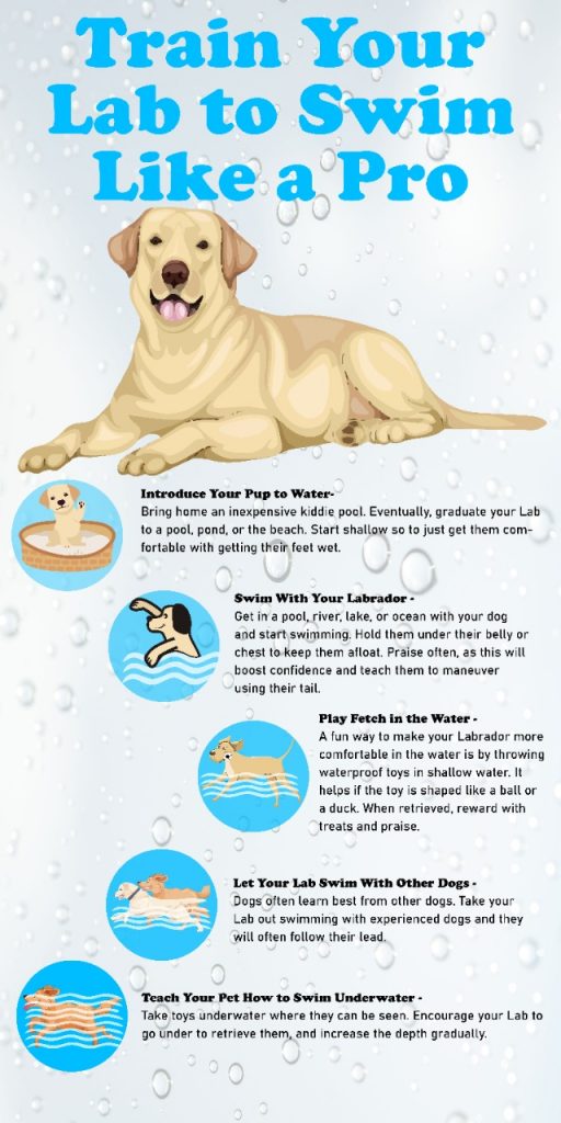 train your lab to swim like a pro infographic