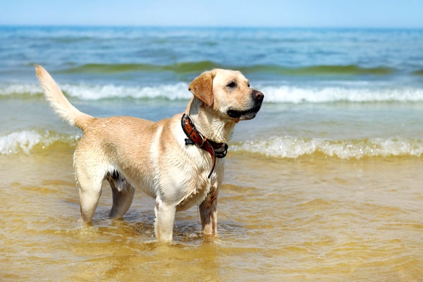 Lab on the beach