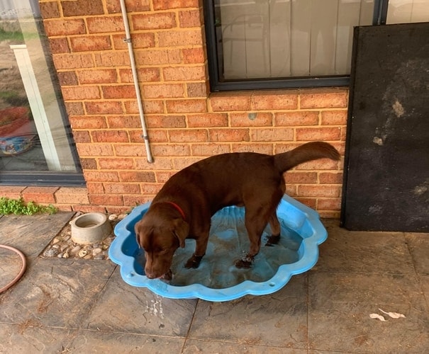 introduce labrador puppy to water