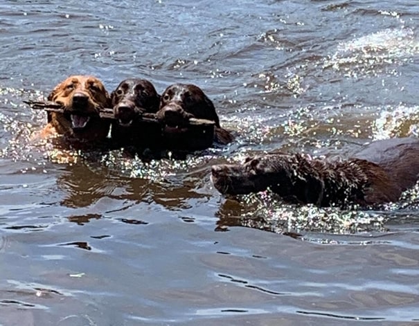 labs swimming with other dogs