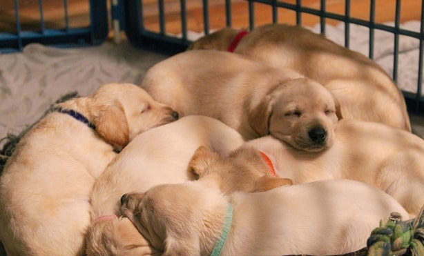 lab puppies sleeping