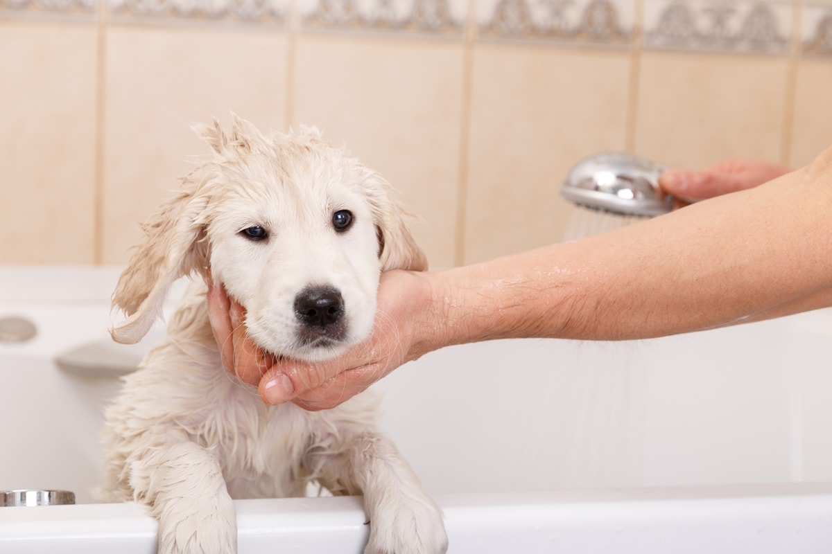lab puppy bath