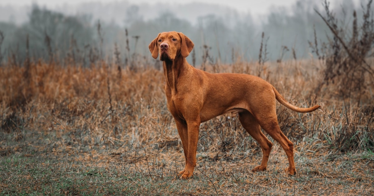 Vizsla