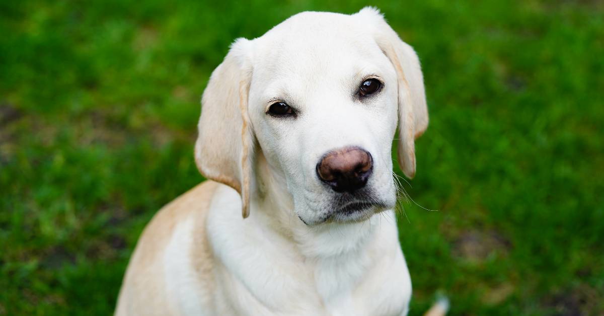 British Labrador Retriever