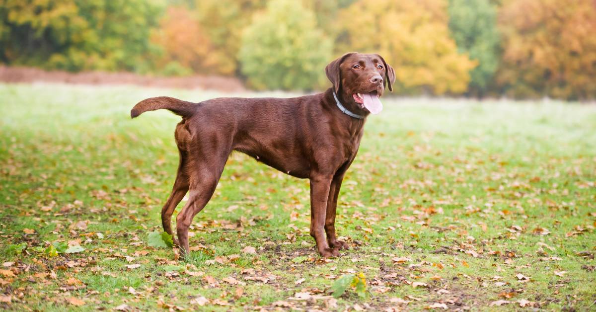 Chocolate Lab