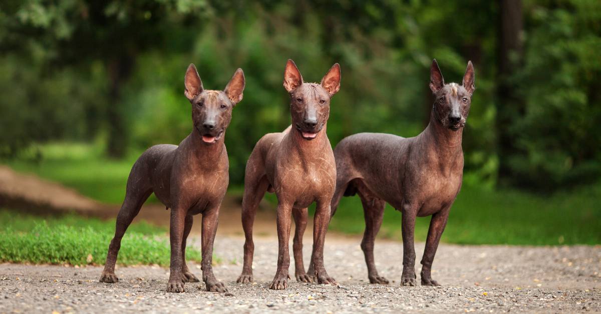 Xoloitzcuintli