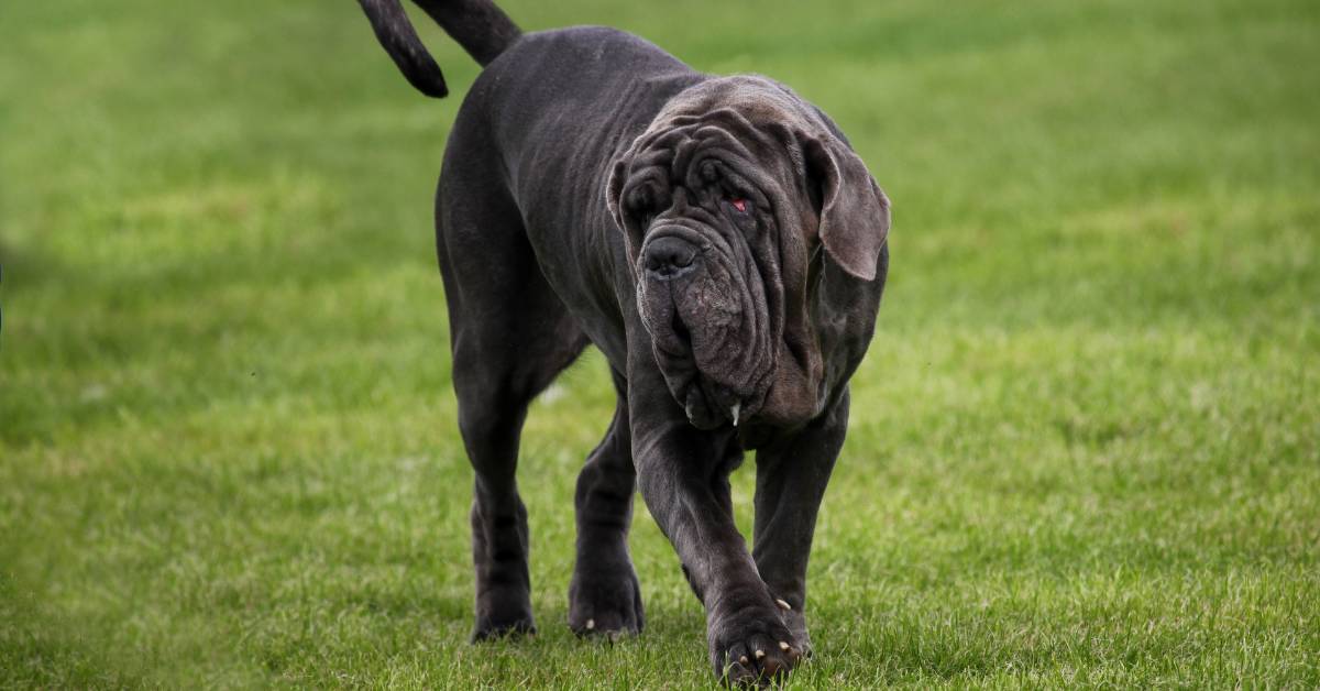 Neapolitan Mastiff