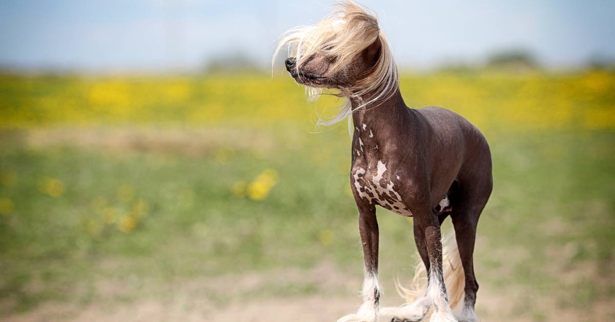 Chinese Crested